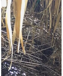 CAPTAIN FIN | キャップ