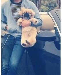 ペキニーズ | ペットウェア