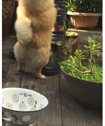 Blundstone | ブーツ