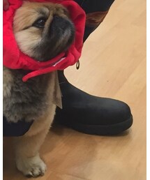 Blundstone | ブーツ