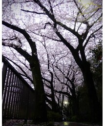 桜📸 | その他