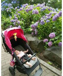 紫陽花&さくら🌸 | その他