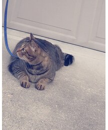 ちろたん | その他