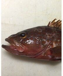 キジハタ | その他