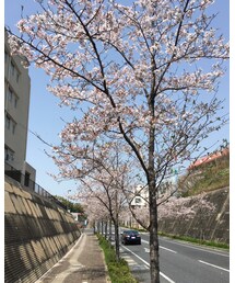 RUNコースの桜 | その他