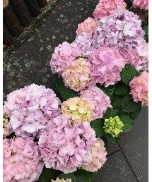 あじさい | その他