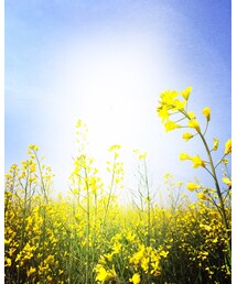 菜の花 | その他