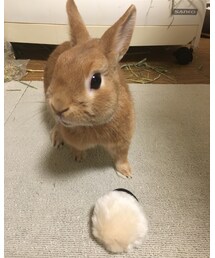 no brand | ヘアゴム