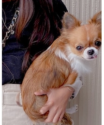 チワワ | その他