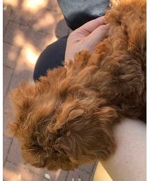 その他 | 愛犬🐶だいじなかぞく。デカプーちゃん(その他)