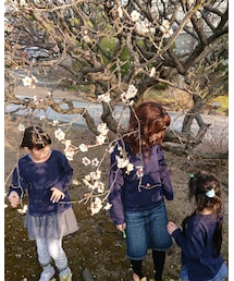 梅の花 | その他