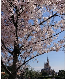 桜とお城と | その他