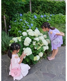 紫陽花 | その他
