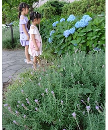 ラベンダーなめの | その他
