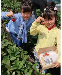いちご狩り | その他