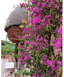 ブーゲンビリア | その他