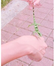 Japalura swinhonis | その他小物