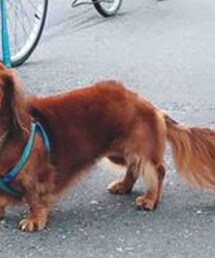 臘腸 | ペットグッズ