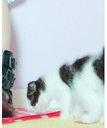 ヌッコ | その他