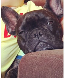 frenchbulldog | その他