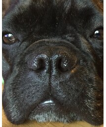 frenchbulldog | ドドンっと鼻の穴(その他)