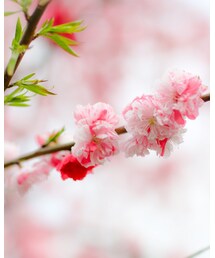 春の訪れ | その他