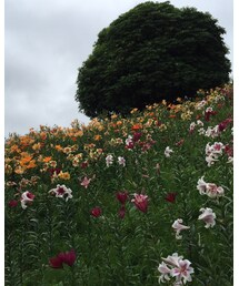 ゆりの園 | その他