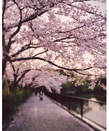 満開だったこの日の桜 | その他