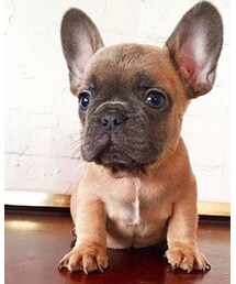 不明 | トップス