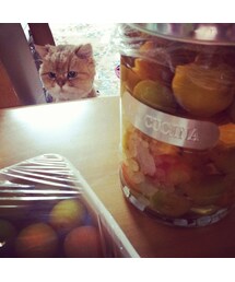 梅仕事を覗くうち猫 | 食器/キッチン