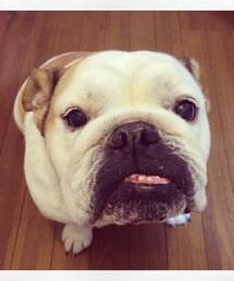 愛犬♡BULLDOG(その他)