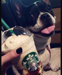 スタバ&フレンチブルドッグ | キャラメルプディングフラペチーノ&AJ(その他)