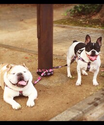 公園でつながれる | Bull's(その他)