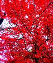 紅葉 | 紅葉(その他)
