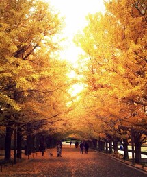 イチョウ並木 | イチョウ並木(その他)