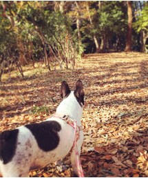 落ち葉の絨毯♪ | 散歩〜(その他)