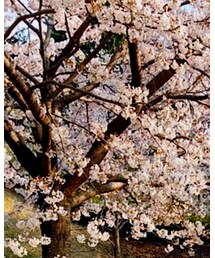 桜 | その他