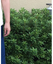 Varde77 | その他パンツ