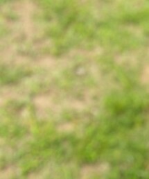 Thomas | Tシャツ/カットソー