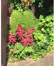 COMME des GARCONS HOMME | スラックス