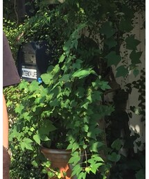 Y's for men | Tシャツ/カットソー