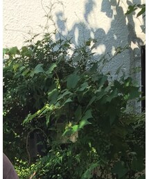 no brand | ハンチング/ベレー帽