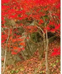 archives | スカート