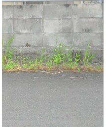 niko and... | パンツ