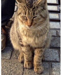 川越のぬこ | その他