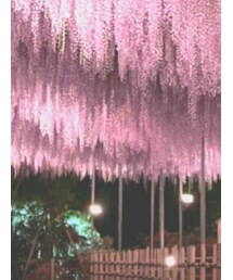 Melan Cleuge | Tシャツ/カットソー