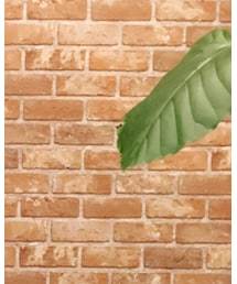 STUDIOUS | テーラードジャケット