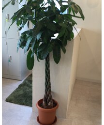 観葉植物 | その他