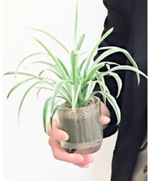 観葉植物 | その他
