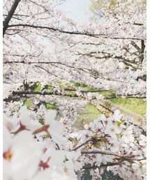 🌸🦄🌸🦄🌸🦄🌸 | その他